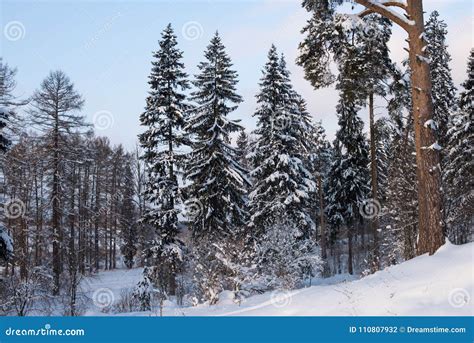 Beautiful Winter Forest On The Background Of Blue Sky Stock Photo