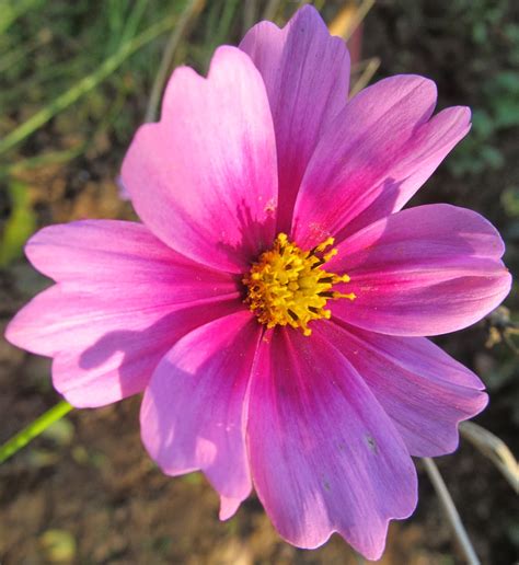 Natural And Unique Photography Cosmos Flower