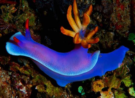 The Coolest Sea Animal Youve Never Heard Of The Nudibranch Sea