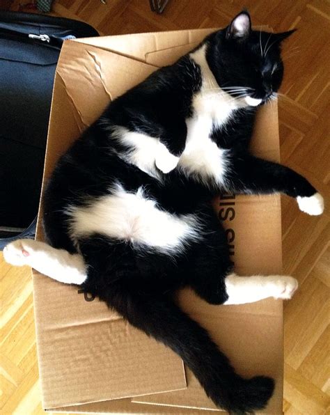 Cute Tuxedo Cat When I Get A Cat Pinterest