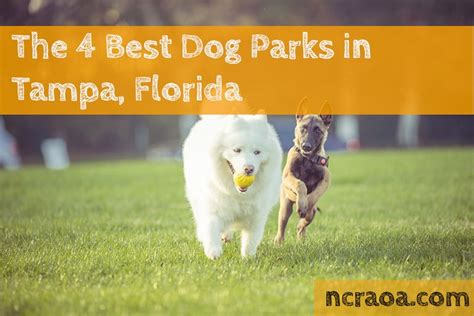 The 4 Best Dog Parks In Tampa National Canine Research Association Of