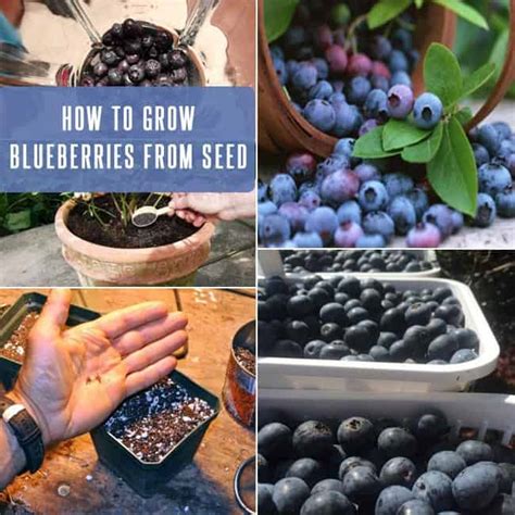 Blueberry Plant How To Grow Blueberries From Seed