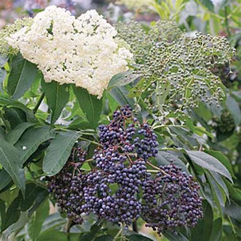 7 Top Elderberry Varieties To Grow In Your Backyard Gardeners Path