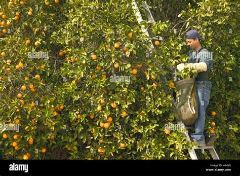 Farm Worker On Ladder Harvesting Valencia Oranges California Stock