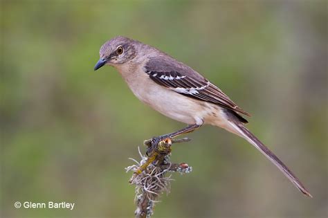 Northern Mockingbird Id Facts Diet Habit And More Birdzilla
