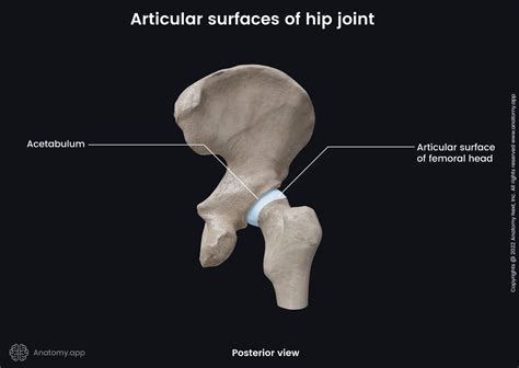 Hip Joint Encyclopedia Anatomyapp Learn Anatomy 3d Models