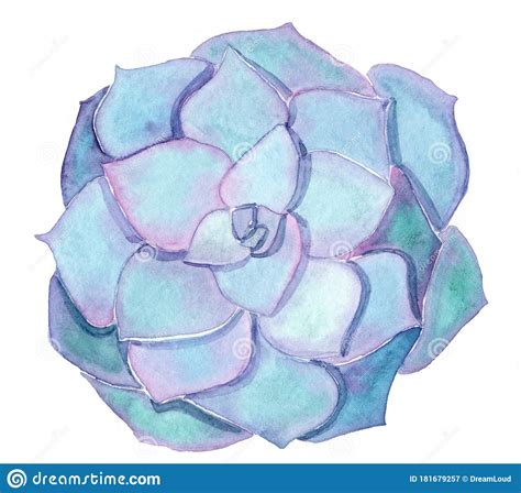 Watercolor Blue And Purple Succulent Echeveria Isolated On White