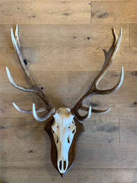 Vintage Large Stag Antlers On Wall Mount Alpine Lifestyle Boutique