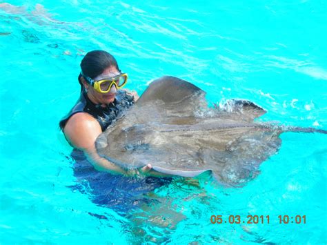 Places To Go The World To See Swimming With Stingrays In Grand Cayman