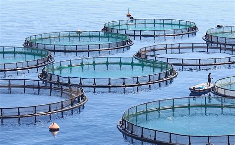 The Us Is Farming More Fish Than Ever But Nowhere Near What China