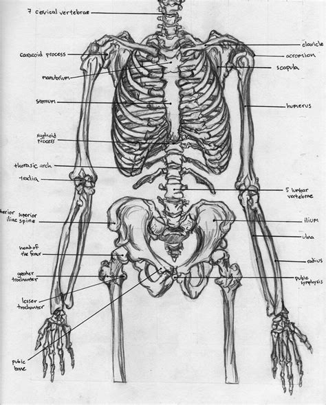 Skeletal Torso Anatomy By Badfish81 On Deviantart Anatomy Body