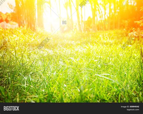 Fresh Green Grass Image And Photo Free Trial Bigstock