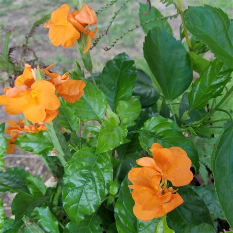 Crossandra Infundibuliformis Orange Marmalade Firecracker Flower