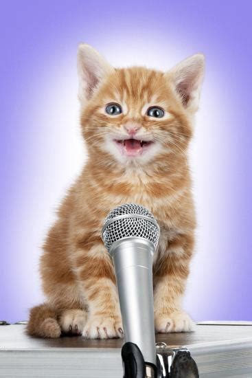 Karaoke Cat Ginger Tabby Kitten Singing Into Microphone Photographic