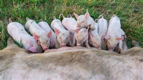Pig Mother Feeds The Newborn Piglets With Their Milk Small Strong Pigs