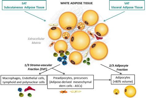 Afipose Tissue Introductory Chapter Adipose Tissue Intechopen White