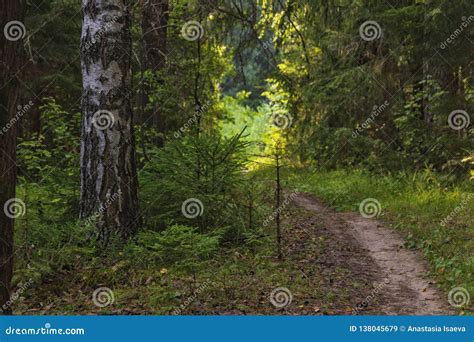 Pathway Through The Woods And A Beautiful Tree With Flowers On Royalty