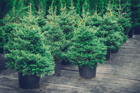 Rent A Live Potted Christmas Tree To Be Replanted Simplemost