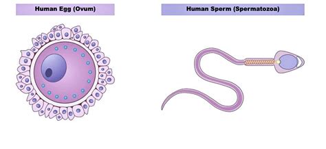 Compare The Egg And The Sperm In The Human Reproductive System Which Of The Following Are True