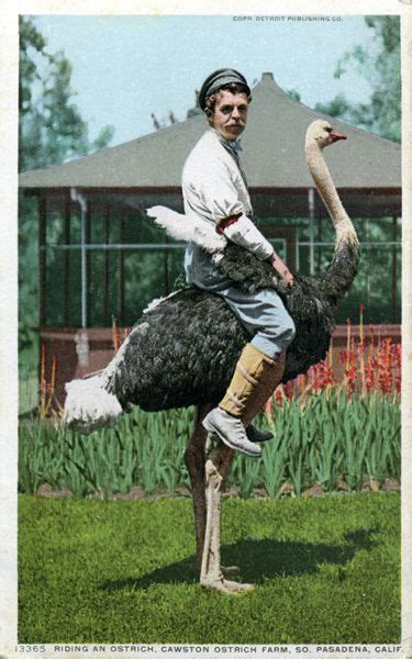 Ostrich With Male Rider South Pasadena Ostriches Pasadena