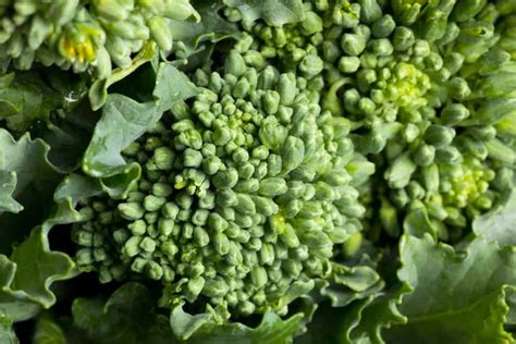 Growing Rapini Brassica Ruvo Best Varieties Planting Guide And Care