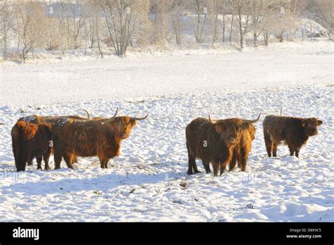 Highland Cattle Snow Hi Res Stock Photography And Images Alamy
