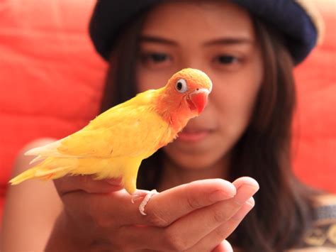 5 Low-Maintenance Pets for Kids