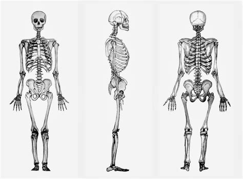 El Esqueleto Y Sus Enfermedades