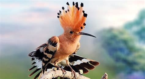 Hoopoe Bird Facts About Diet Distribution And Habitat With Pictures