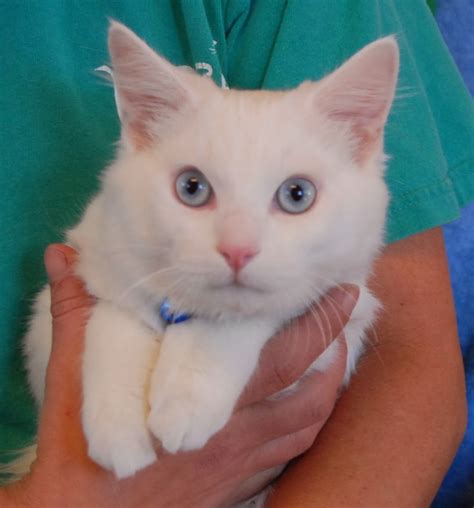 Powder Puff And Her Snow White Kittens Debuting For Adoption Today