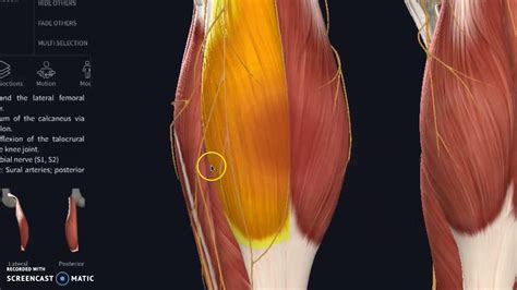 Hamsting Tenderness Pain Behind The Knee Knots In The Calf Muscle