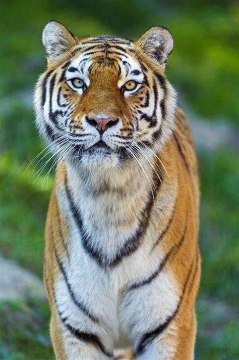 15 Stunning Photos Of Animals With Heterochromia Animals Wild Cats