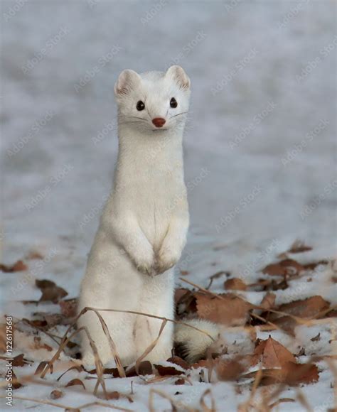 Long Tailed Weasel Mustela Frenata In Winter Coat At Elbow