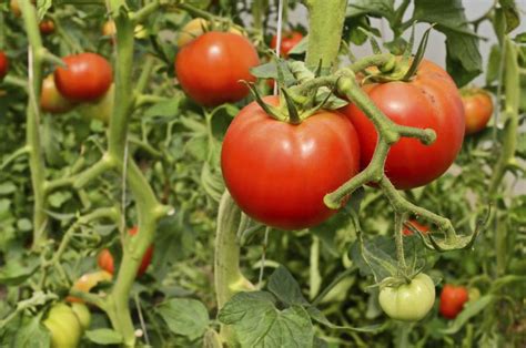 Italian Tomato Varieties Garden Guides