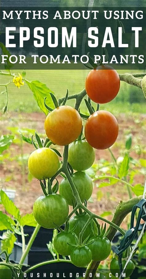 Two to four level teaspoons of epsom salt in a full glass of liquid can help relieve occasional constipation or it can be used in conjunction with a laxative. 5 Unbelievable Things Epsom Salt Does For Tomato Plants ...