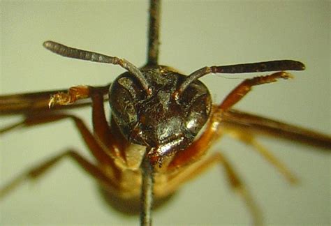 hymenoptera vespidae