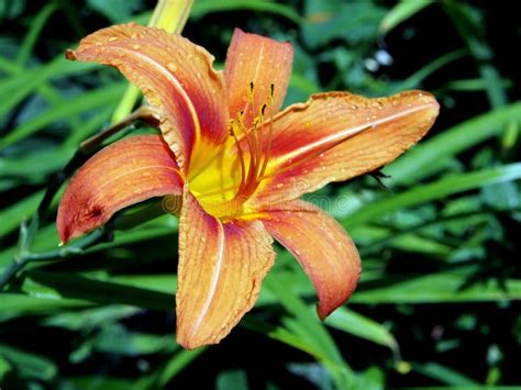 Blooming Orange Lilies With Raindrops Stock Image Image Of Blooming