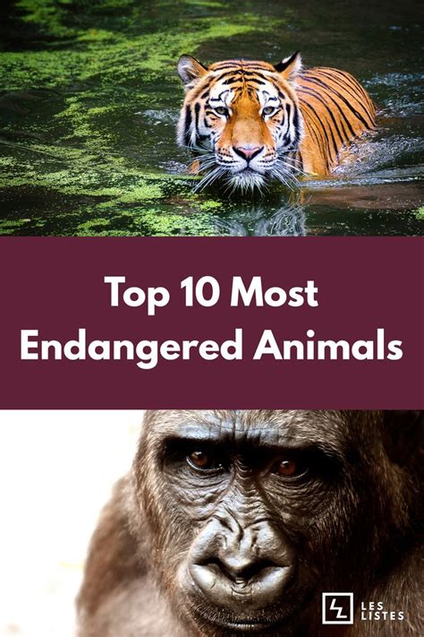 The Top 10 Most Endangered Animals In The World Les Listes