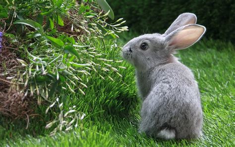 Rabbit Lovely And Cute Animal Animals Lover