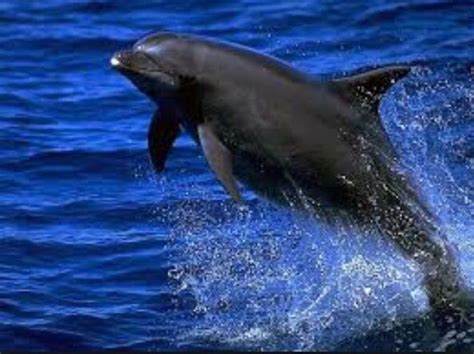 Black Dolphin Cephalorhynchus Eutropia Black Chilean Or White