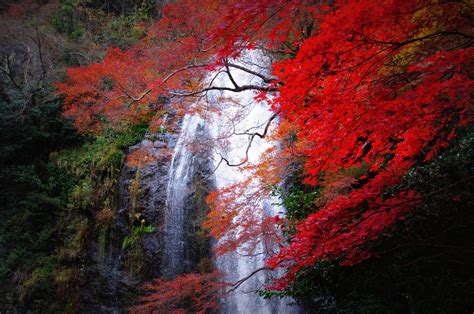 Wallpaper Japan Forest Fall Nature Red Reflection