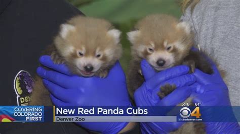 Red Panda Cubs Born At Denver Zoo Youtube