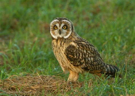 Details Short Eared Owl Birdguides