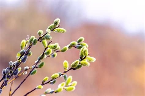 premium photo willow branches with green catkins on a blurred background