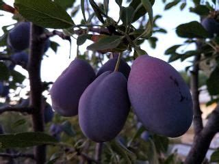 Sweet enough to dry without being pitted. Stanley Plum | Plum tree, Plum, Damson plum