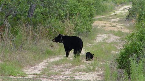 Florida Bear Hunt Likely Annual Event