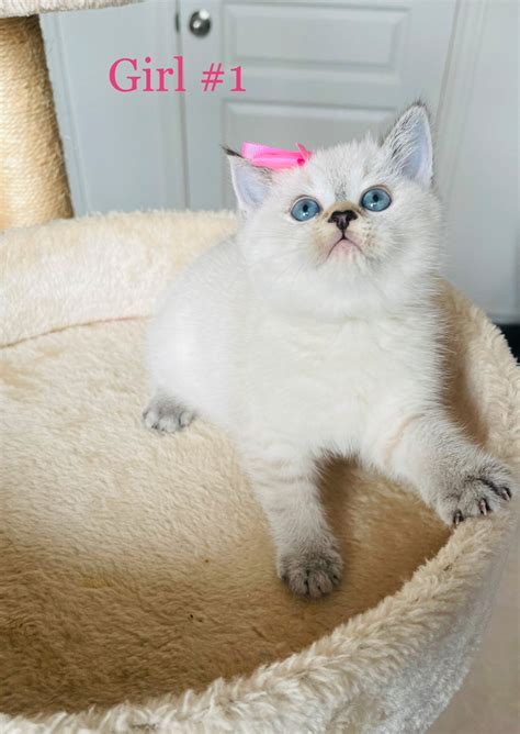 Purebred British Shorthair Kittens ️blue Eyes ️ 2 Boys2 Girls Cats