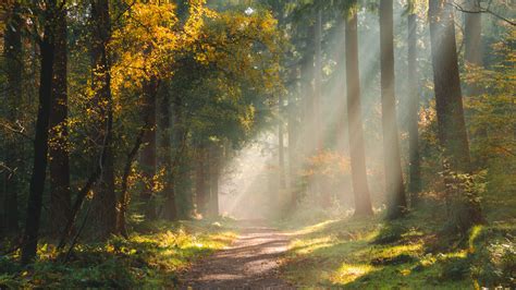 Download Wallpaper 3840x2160 Forest Path Sunlight Trees 4k Uhd 169 Hd Background
