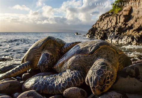 Maui Sea Turtles Hawaii Pictures