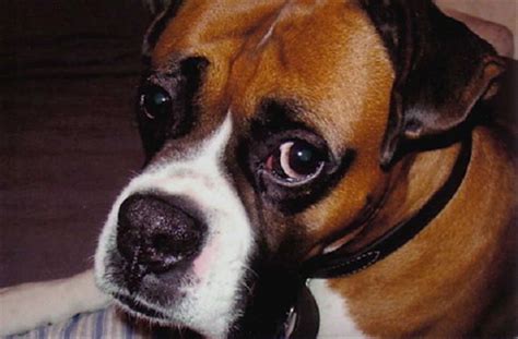 The Main Reason You Should Never Own Boxer Dogs